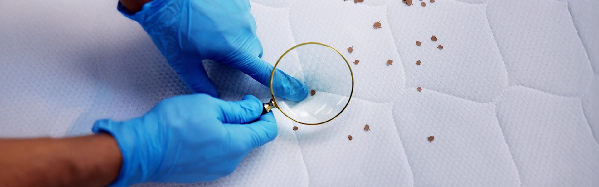 The Complete Guide to Keeping Bed Bugs Out of Your Mattress